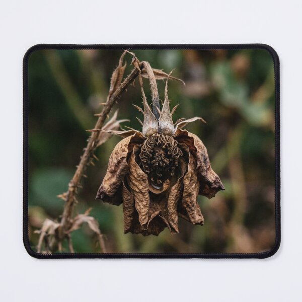 Item preview, A solitary, faded flower. designed and sold by Malisa345.