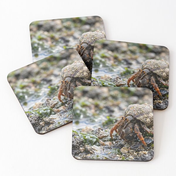 Item preview, Hermit crab with a shell that is not its own. designed and sold by Malisa345.