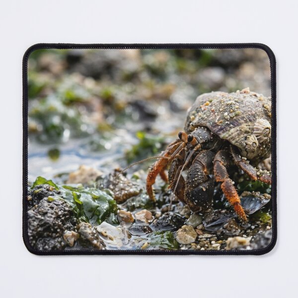 Item preview, Hermit crab with a shell that is not its own. designed and sold by Malisa345.