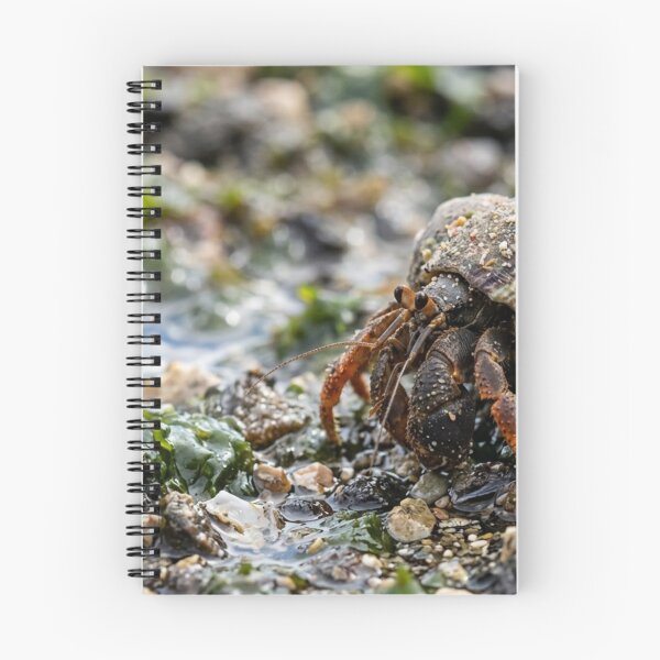 Item preview, Hermit crab with a shell that is not its own. designed and sold by Malisa345.