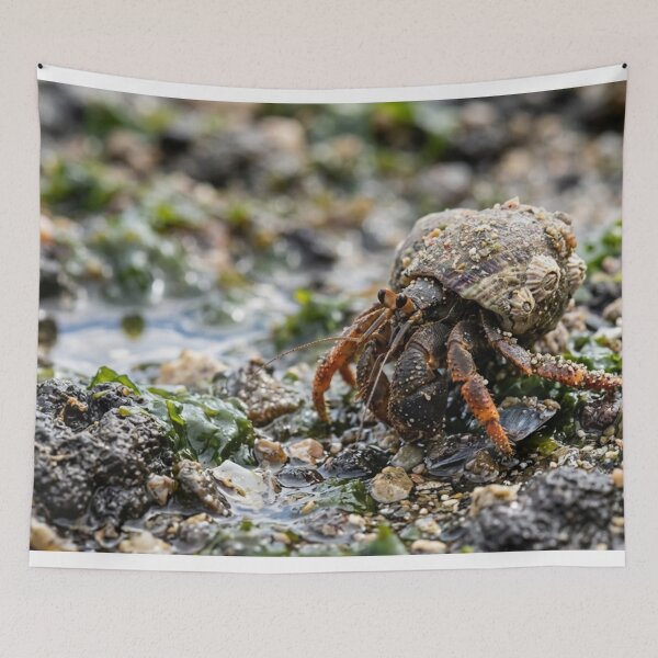 Item preview, Hermit crab with a shell that is not its own. designed and sold by Malisa345.