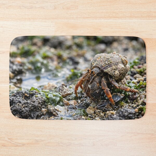 Item preview, Hermit crab with a shell that is not its own. designed and sold by Malisa345.