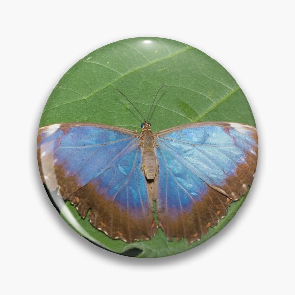 Item preview, Blue Morpho butterfly designed and sold by mohawkphotography.