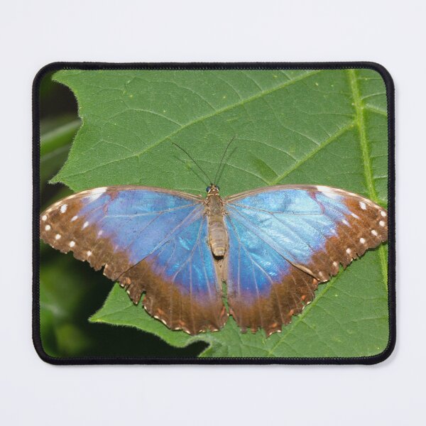 Item preview, Blue Morpho butterfly designed and sold by mohawkphotography.