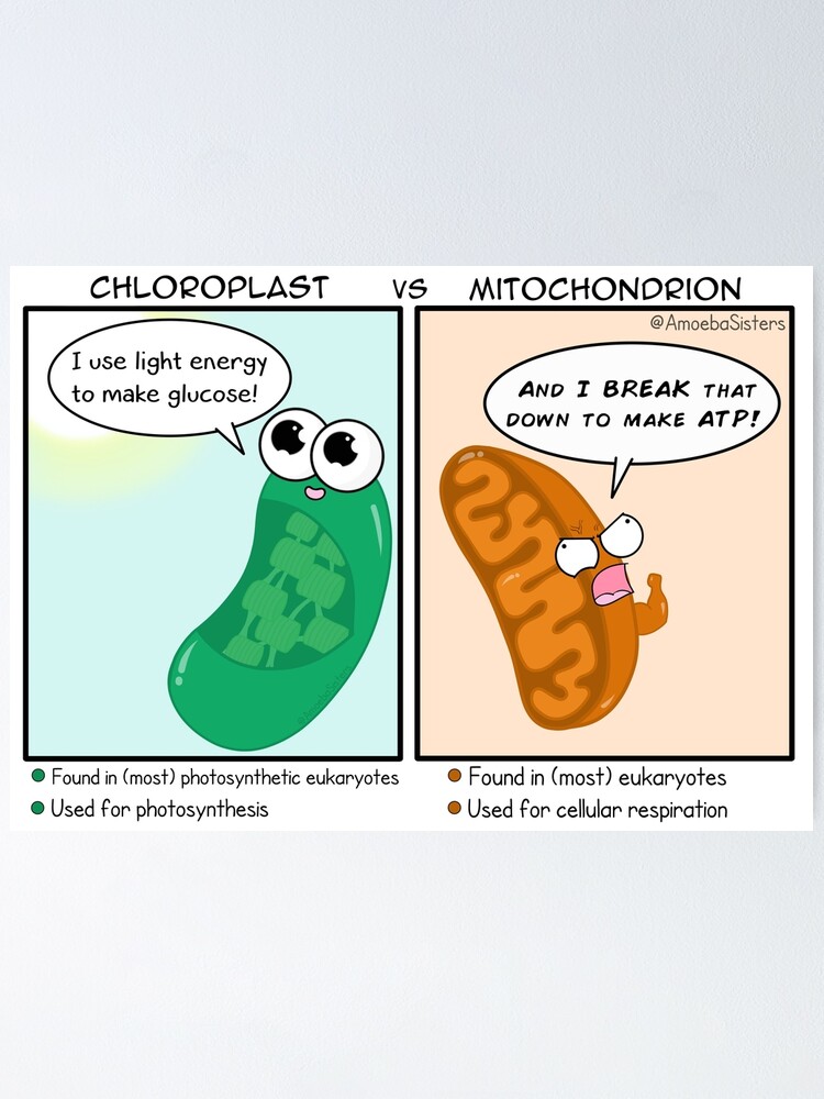 Thumbnail 2 of 3, Poster, Team Chloroplast vs Team Mitochondion designed and sold by amoebasisters.
