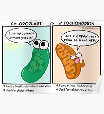 Team Chloroplast vs Team Mitochondion Poster