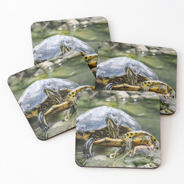 Item preview, Florida Turtle designed and sold by MS.photo.
