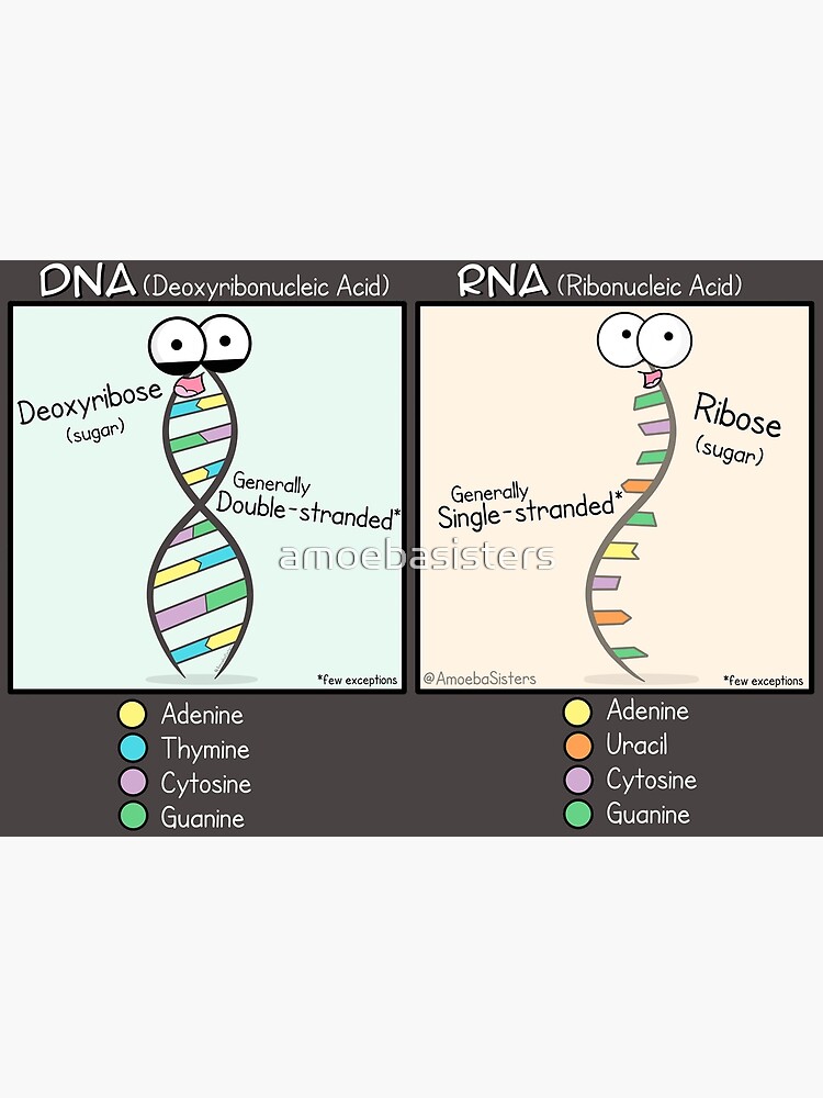 dna-vs-rna-poster-poster-by-amoebasisters-redbubble