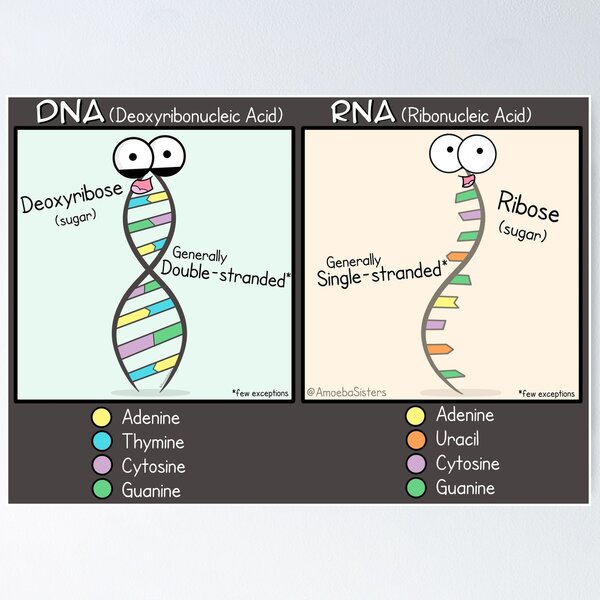Item preview, DNA vs RNA Poster designed and sold by The Amoeba Sisters Official Merch Shop.