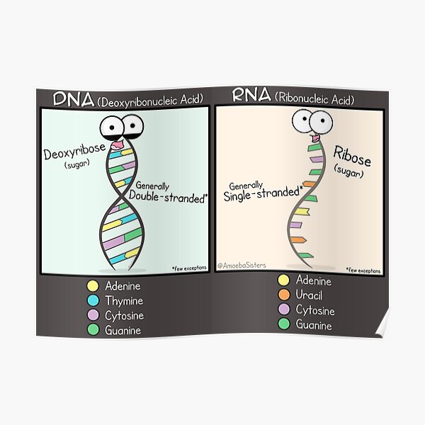 DNA vs RNA Poster Poster