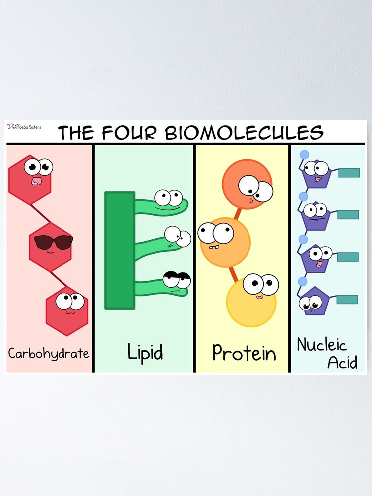 Alternate view of Four Biomolecules Poster Poster
