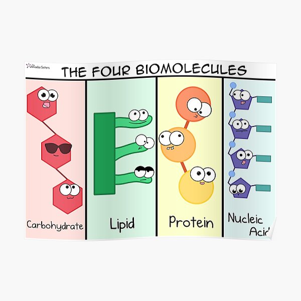 Four Biomolecules Poster Poster