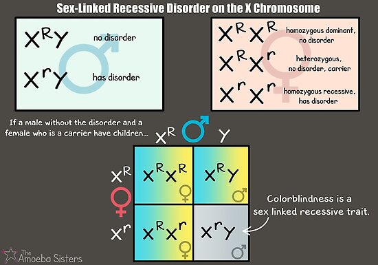 Sex Linked Recessive Disorder On The X Chromosome Posters By Amoebasisters Redbubble