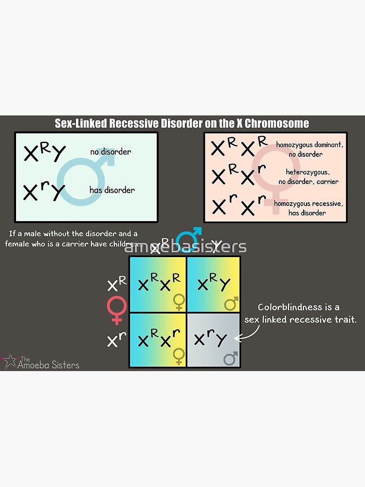Thumbnail 3 of 3, Poster, Sex-Linked Recessive Disorder on the X Chromosome designed and sold by amoebasisters.