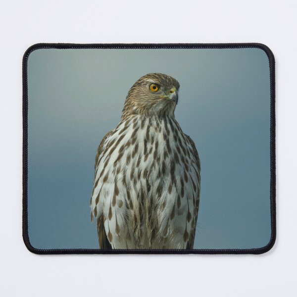 Item preview, Coopers Hawk  designed and sold by Cblifeisgood.