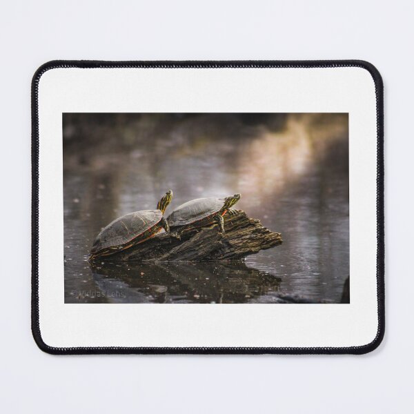 Item preview, Shared Ground: Painted Turtles in Repose designed and sold by Viddas Lens.