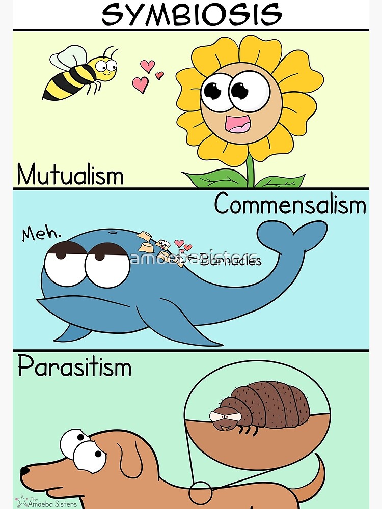 Symbiosis by amoebasisters