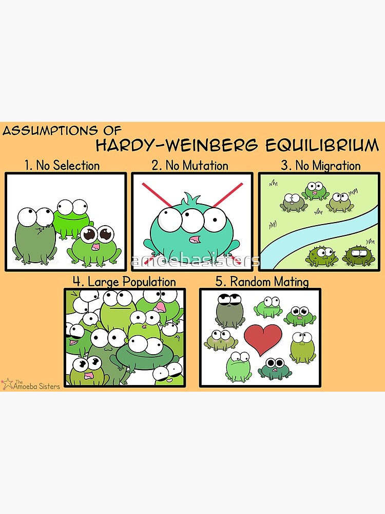 Assumptions of Hardy-Weinberg Equilibrium by amoebasisters