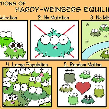 Artwork thumbnail, Assumptions of Hardy-Weinberg Equilibrium by amoebasisters