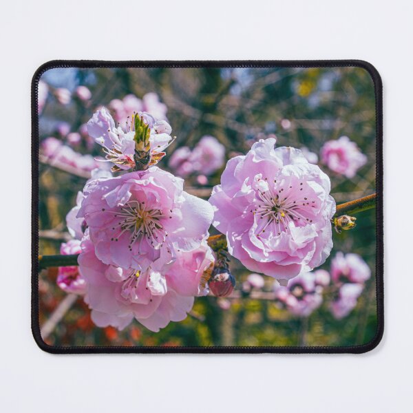 Item preview, Blooming Plum Flowers in Early Spring designed and sold by meghan-98.