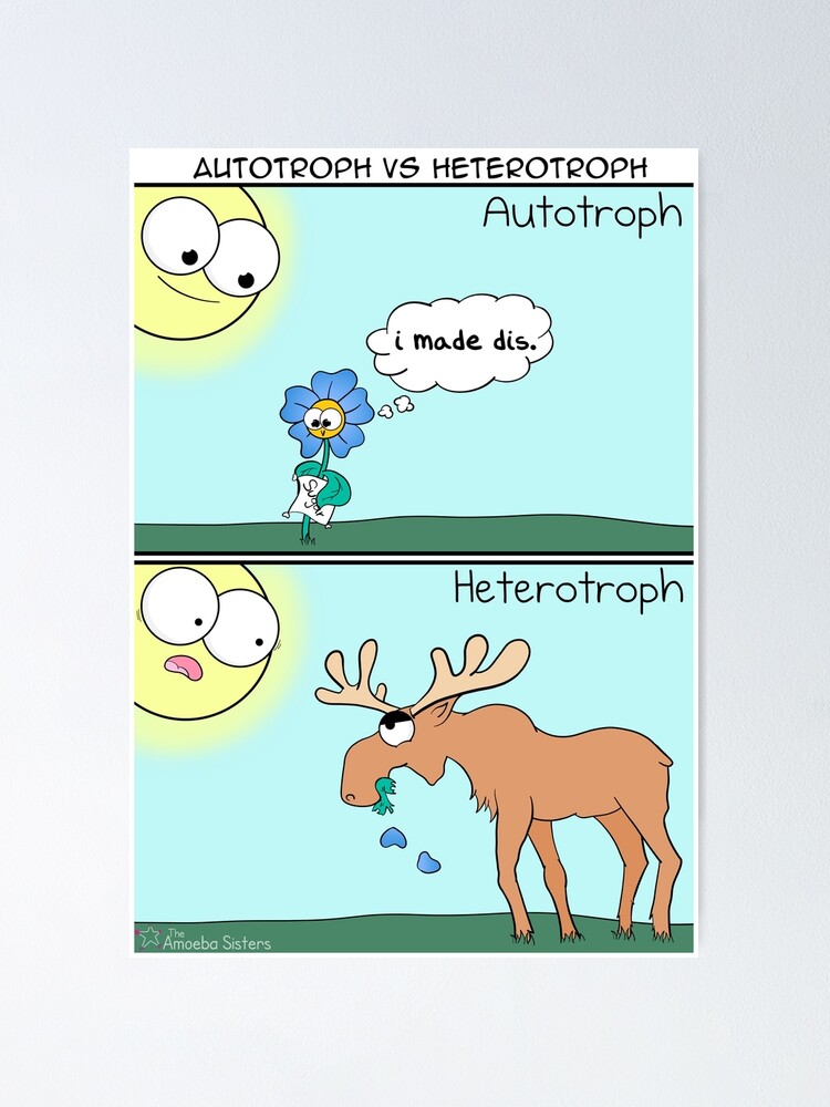 Alternate view of Autotroph vs Heterotroph Poster