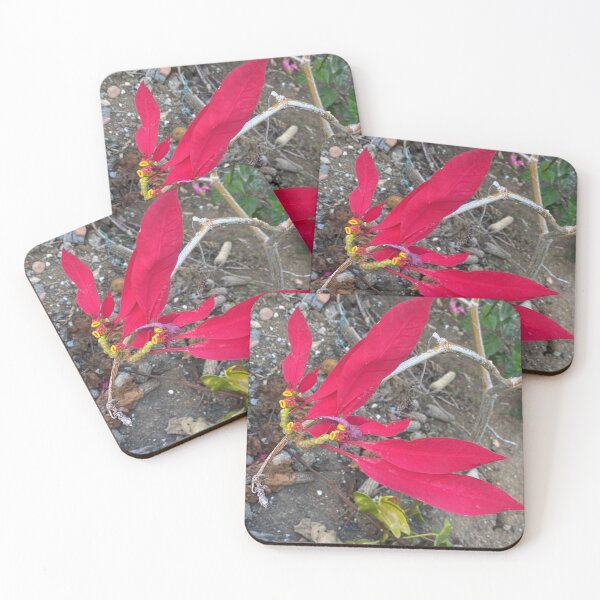 Item preview, Poinsettia: Bract and Velvet Study designed and sold by JhonBotanicalAr.