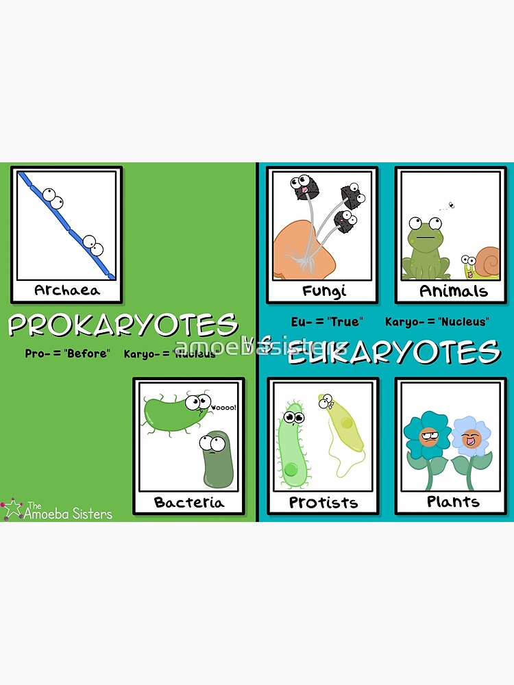 Thumbnail 3 of 3, Poster, Eukaryotes vs Prokaryotes designed and sold by amoebasisters.
