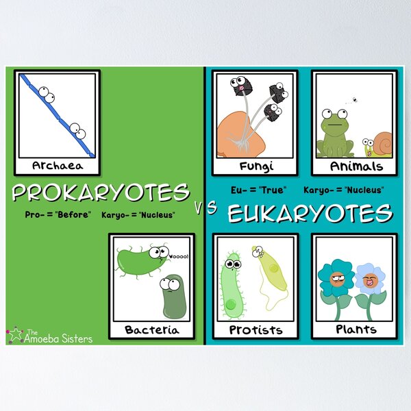Eukaryotes vs Prokaryotes Poster