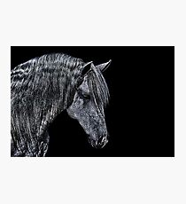 Portrait Of A Horse Fine Art Print Photographic Print