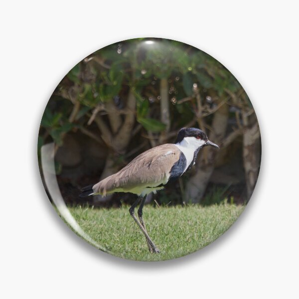 Item preview, On the green. Spur-winged lapwing. Hurghada 2026 designed and sold by Jouko Lehto Photography.