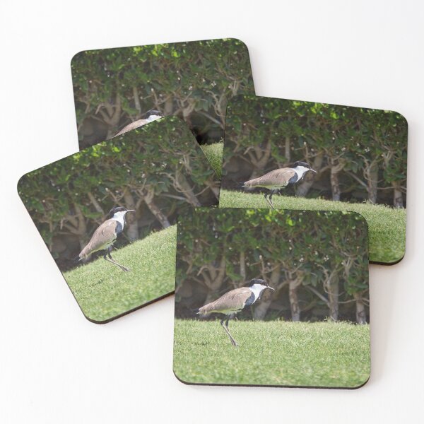 Item preview, On the green. Spur-winged lapwing. Hurghada 2026 designed and sold by Jouko Lehto Photography.