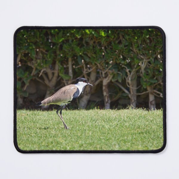 Item preview, On the green. Spur-winged lapwing. Hurghada 2026 designed and sold by Jouko Lehto Photography.