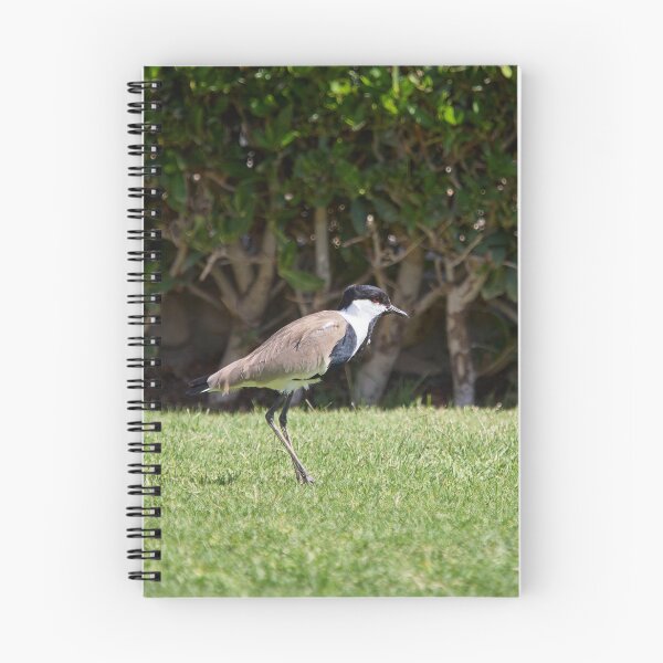 Item preview, On the green. Spur-winged lapwing. Hurghada 2026 designed and sold by Jouko Lehto Photography.