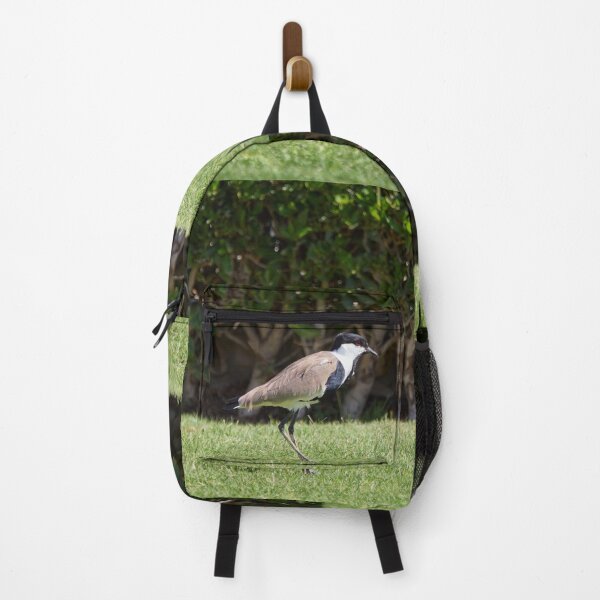 Item preview, On the green. Spur-winged lapwing. Hurghada 2026 designed and sold by Jouko Lehto Photography.