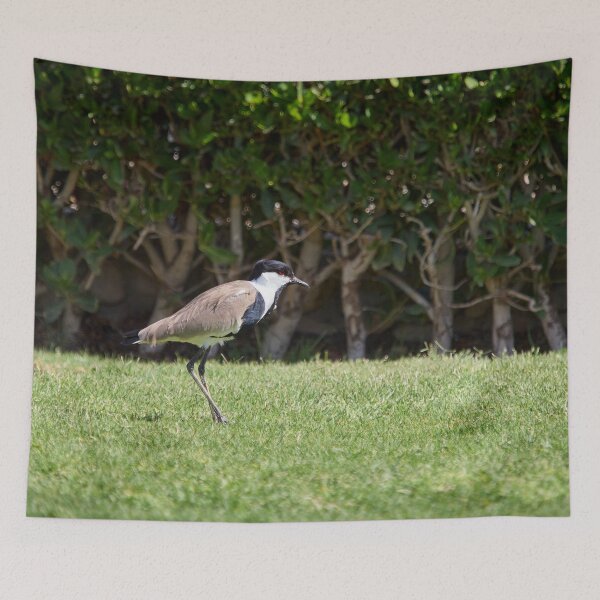 Item preview, On the green. Spur-winged lapwing. Hurghada 2026 designed and sold by Jouko Lehto Photography.