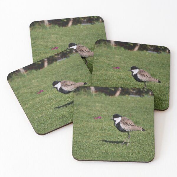 Item preview, Backwind. Spur-winged lapwing. Hurghada 2026 designed and sold by Jouko Lehto Photography.