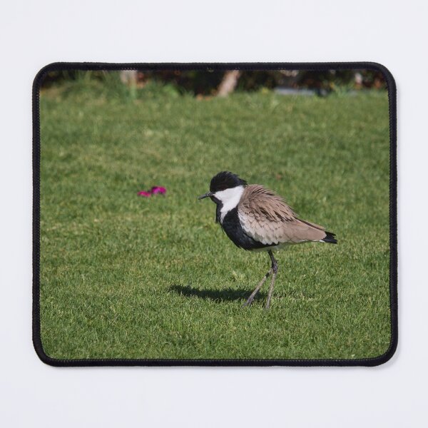 Item preview, Backwind. Spur-winged lapwing. Hurghada 2026 designed and sold by Jouko Lehto Photography.