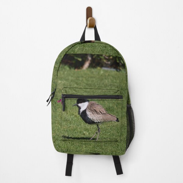 Item preview, Backwind. Spur-winged lapwing. Hurghada 2026 designed and sold by Jouko Lehto Photography.