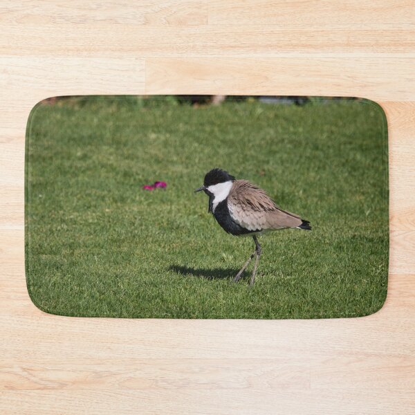 Item preview, Backwind. Spur-winged lapwing. Hurghada 2026 designed and sold by Jouko Lehto Photography.