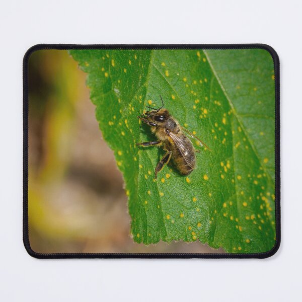 Item preview, I Bee Leaf designed and sold by Ralph Goldsmith.