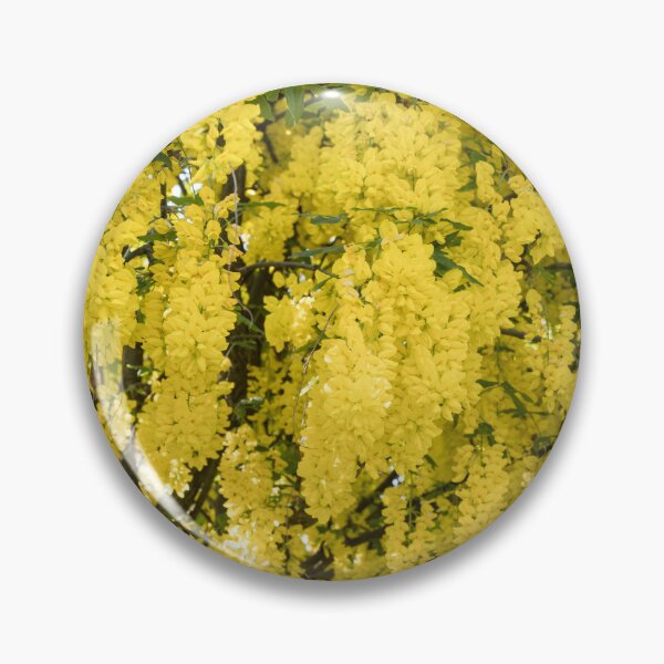 Item preview, Blossoming Yellow Laburnum Golden Rain Tree designed and sold by Georgia Mizuleva.