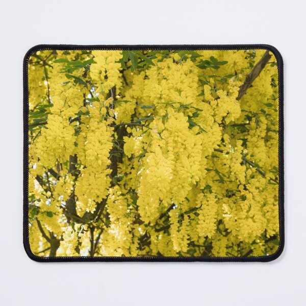 Item preview, Blossoming Yellow Laburnum Golden Rain Tree designed and sold by Georgia Mizuleva.