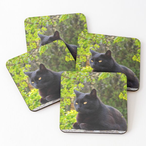 Item preview, Black Cat with Golden Eyes in Sunlit Forest designed and sold by MB-CatPrints.