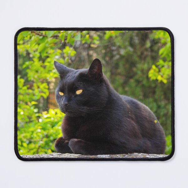 Item preview, Black Cat with Golden Eyes in Sunlit Forest designed and sold by MB-CatPrints.