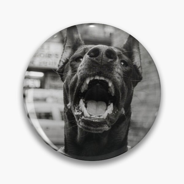 Item preview, Doberman with Diamond Collar — Black and White Hip Hop Dog Street Photography designed and sold by Vnouk.