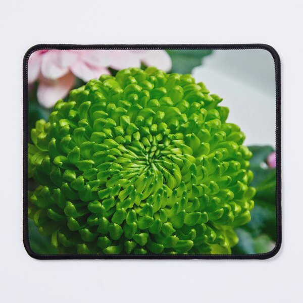 Item preview, Emerald Green Chrysanthemum designed and sold by ShotsbyDesiree.