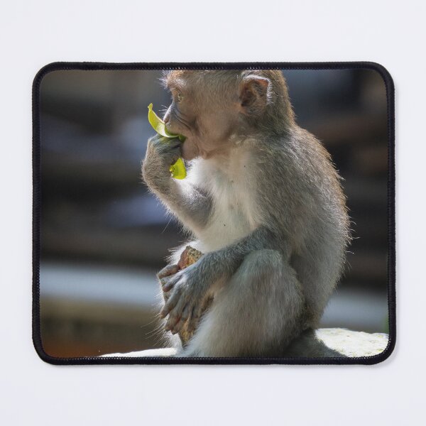 Item preview, Bali Macaque Monkey Eating Leaf Temple Wildlife Photography designed and sold by WildFrameNature.