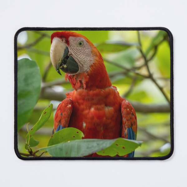 Item preview, Scarlet Macaw Costa Rica Tropical Bird Wildlife Photography Rainforest designed and sold by WildFrameNature.