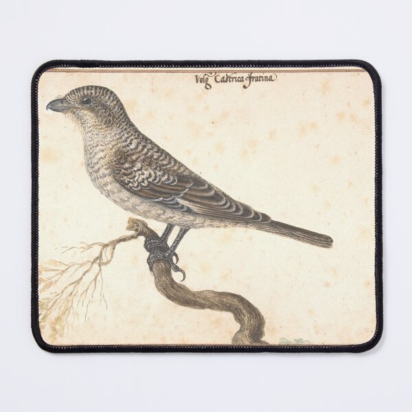 Item preview, Leonardi Bird Study | Vintage Ornithology designed and sold by GammaRay.