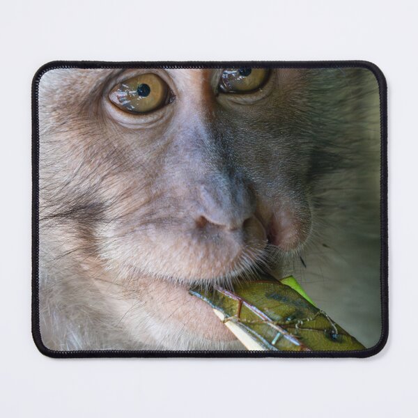 Item preview, Macaque Monkey Close Up Portrait Intense Eyes Wildlife Photography Bali designed and sold by WildFrameNature.